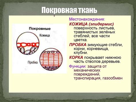 Углубленная биология - презентация онлайн