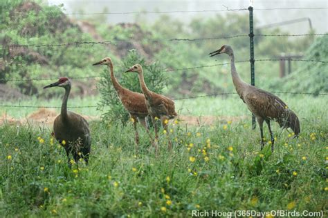 Mn North Sax Zim Bog 365 Days Of Birds