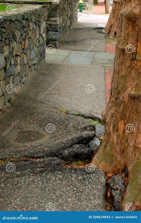 An Overgrown Tree Root System Breaks Up An Asphalt Sidewalk Stock