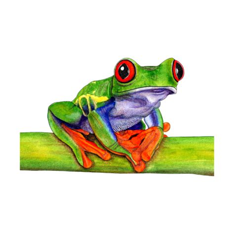Red-eyed tree frog - art print. Available printed on phone cases ...