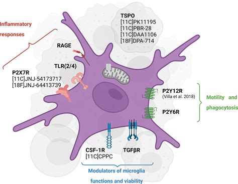 Frontiers The Colony Stimulating Factor 1 Receptor Csf 1r Mediated Regulation Of Microglia