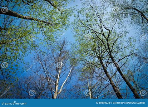 Naked Trees Stock Photo Image Of Nature Light Branches