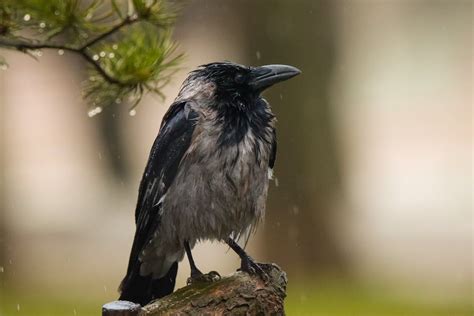 Close Up Photo of a Crow · Free Stock Photo