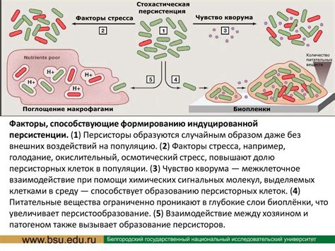 Учение об антибиотиках. Стратегия антибактериальной терапии ...