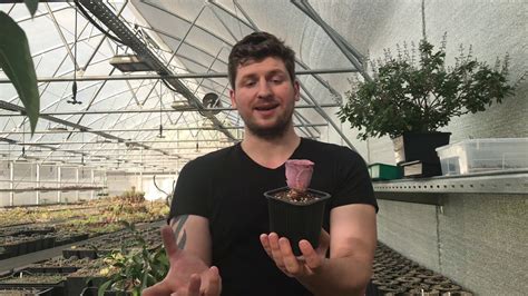 Теневыносливые суккуленты - YouTube