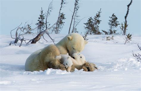 Female Polar Bears Are Truly The Queens Of The Arctic