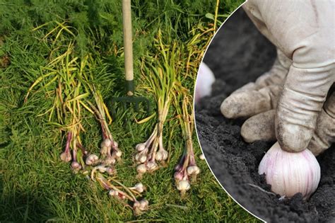 Зачем высаживать озимый чеснок целыми головками