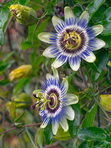 Passion flower: How to plant, grow and care for passion flowers in the