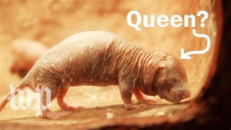How Do Naked Mole Rats Choose Their Queen Youtube