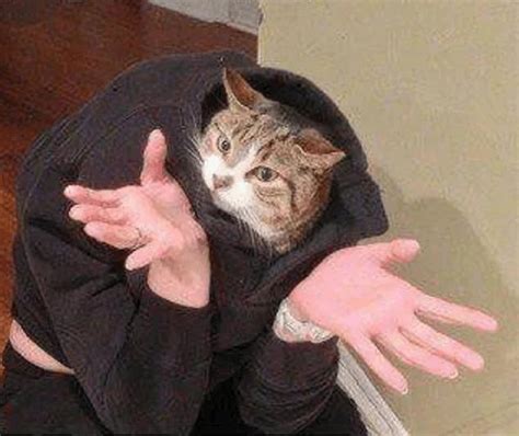 кошка кот руки голова кошки кота голова выглядывает из толстовки руки ...