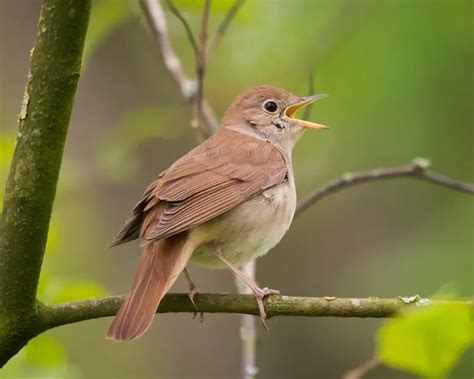 Nightingale - Facts, Diet, Habitat & Pictures on Animalia.bio
