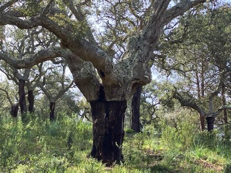 Cork Forests And Spring Flowers