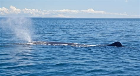 The Majestic World of Whale Season In Cabo - Next Vacay