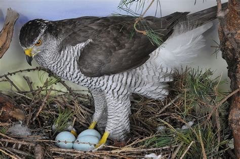 Pair of Goshawks on nest | UK Bird Small Mammal Taxidermist Mike Gadd