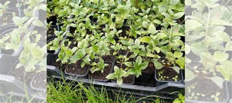 Гортензия саженцы купить в Екатеринбурге | Товары для дома и дачи | Авито