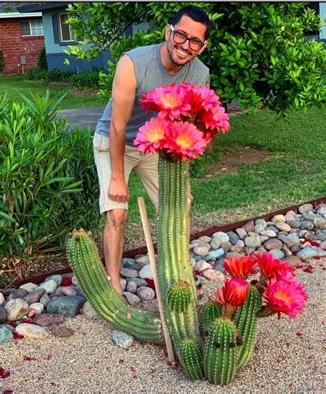 Cactus Collector On Instagram Cactuscollector Cactus Cactos Cacti