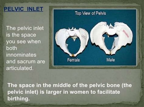 Age And Sex Ditermination From Pelvis Pptx Science