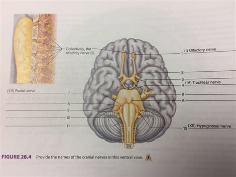 Nervous System Lab Exam Figure 27 4 Cranial Nerves Ventral View Of