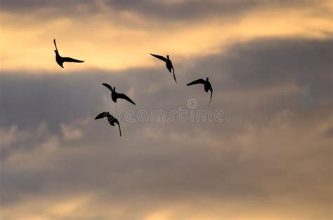 Silhouetted Flock of Ducks Flying in the Sunset Sky Stock Image - Image ...