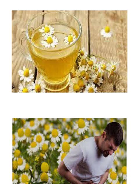 MANZANILLA FOTOS | PDF