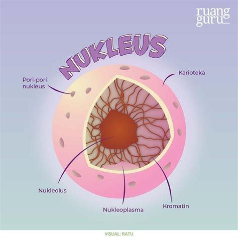 halaman   file gambar nukleus sel tumbuhan  hewan