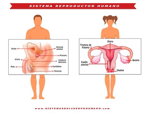 Funci N Del Sistema Reproductor Humano Quiz Quizizz