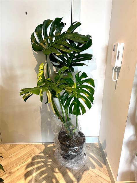 150cm Giant Monstera Deliciosa Swiss Cheese Plant Bristol Plant Man