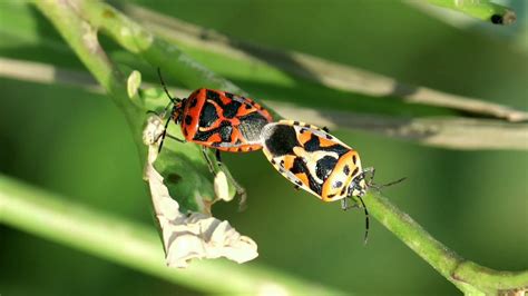 Mating Stink Bugs Insect Mating Ajayjaiswalay Youtube