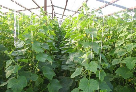 Об огурцах Настоящий Полковник: описание и характеристики сорта ...