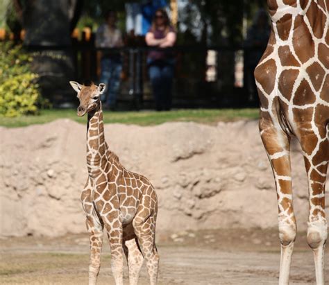 Giraffe Calf Gets His Name | Reid Park Zoo