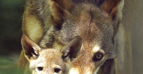 Red Wolf Conservation & Research Center reaches $575,000 of their $5 ...