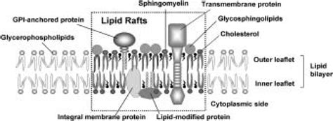 Structure Of Lipid Rafts Download Scientific Diagram