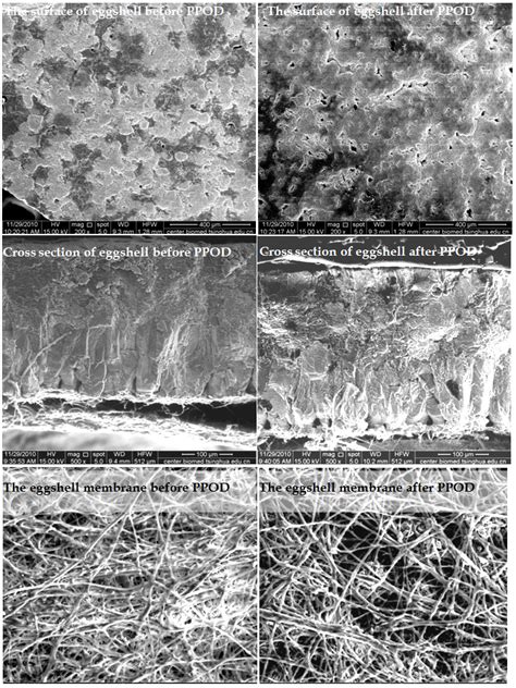 The Application of Scanning Electron Microscope (SEM) to Study the ...