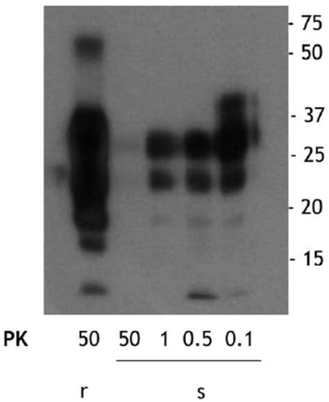 Comparison Of The Pk Resistance Of Rprp Sc And Sprp Sc With Varying