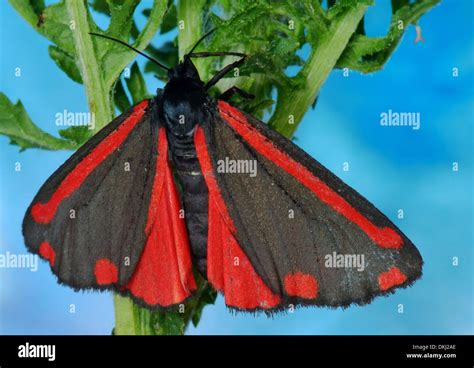 Cinnabar Moth: Identification, Life Cycle, Facts Pictures, 57% OFF