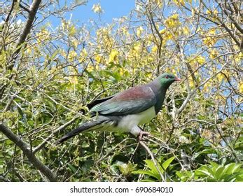 Kereru Bird Stock Photo 690684010 | Shutterstock