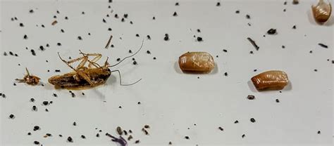 Arriba Imagen Heces De Cucaracha En La Ropa Abzlocal Mx