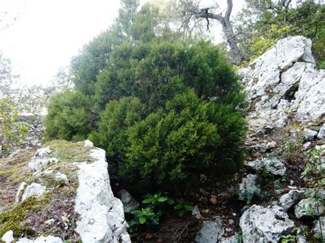 Juniperus phoenicea genévrier de Phénicie