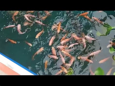 Cara Ikan Nila Cepat Besar Kolam Kecil Sukses Youtube