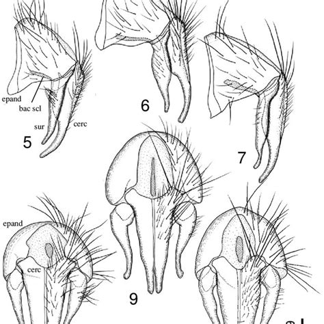 Epandria Surstyli And Cerci In Lateral 5 7 And Dorsal 8 10 View 5