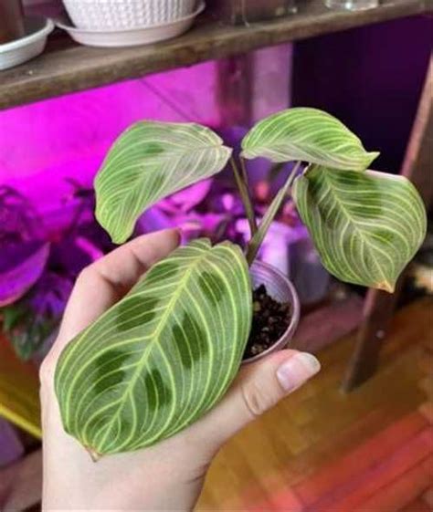 Маранта фэнтези или лайт вейнс | Festima.Ru – частные объявления