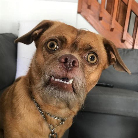 funny animal videos i found on instagram 111 9