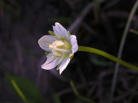 Parnassia Parviflora Small Northern Grass Of Parnassus Flickr