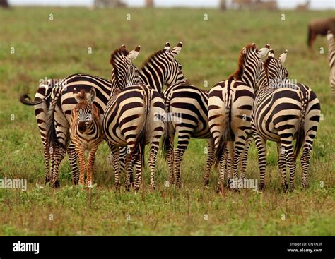 equus zebra   res stock photography  images alamy