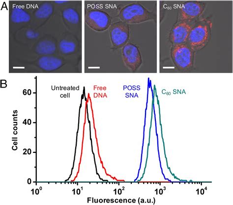 Molecular Spherical Nucleic Acids Pnas