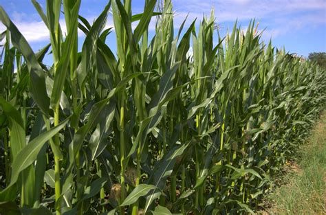 Productivity Boost Offsets Acreage And Price Declines Of Michigan Corn