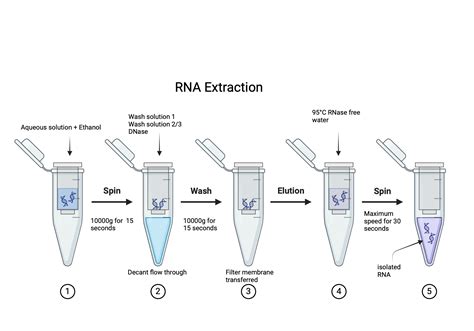 Rna Extraction Biorender Science Templates