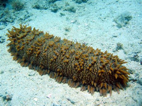 Морские огурцы: лечебные свойства, рецепты, фото :: SYL.ru