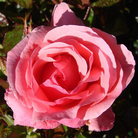 Роза акварель чайно гибридная (76 фото)