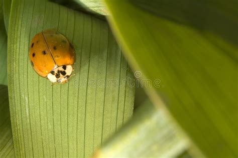 Lady Bug Stock Image Image Of Nature Stems Closeup Insect 630571